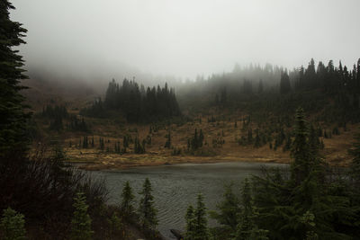 Trees in forest against sky