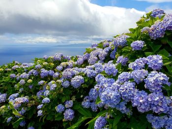 Close-up of purple flowering plants against sky