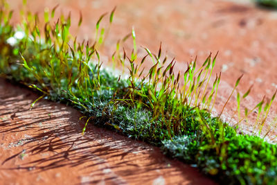 Close-up of plants growing on table