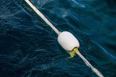High angle view of animal floating on sea