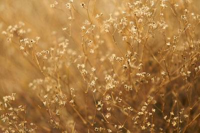 Close-up of flowering plants on field