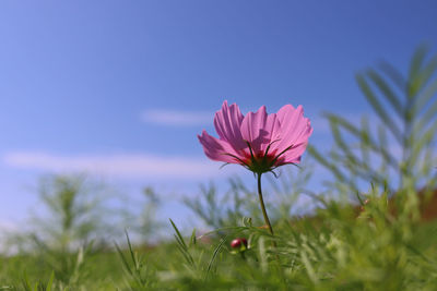 Close-up of pink flower on field against sky