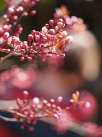 Close-up of pink cherry blossom