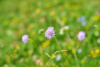 Close-up of purple flowering plant on field