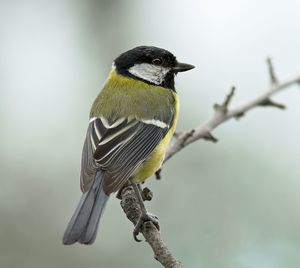 Close-up of bird on wall