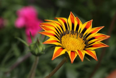 Close-up of yellow flower against blurred background