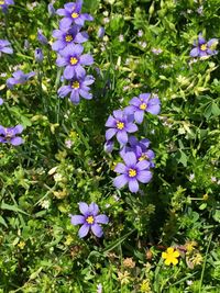 Close-up of purple flowers blooming in field