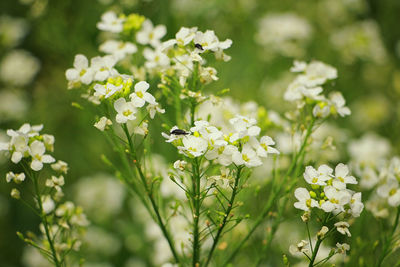 Close-up of white flowering plant on field