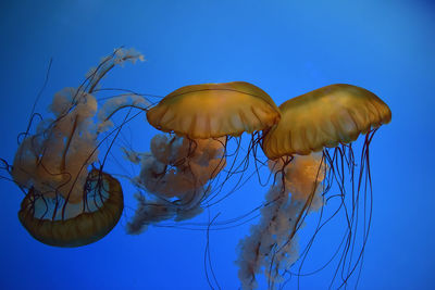 High angle view of jellyfish swimming in sea