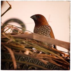 Close-up of bird perching against sky