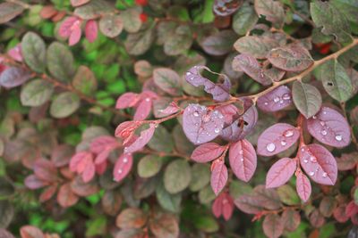 Close-up of wet pink flowers