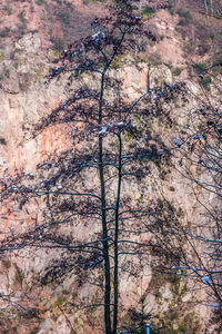 Full frame shot of trees in forest