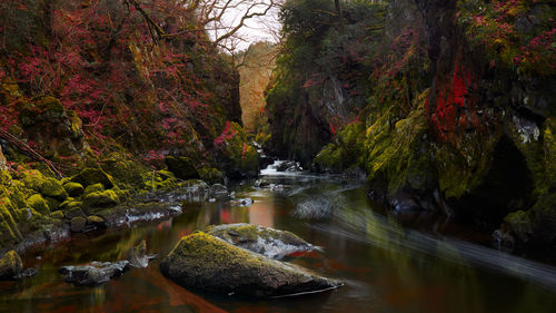 Scenic view of stream flowing in forest 