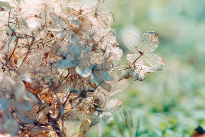 Close-up of wilted plant