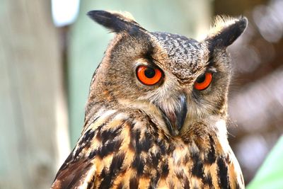 An owl with the orange eyes