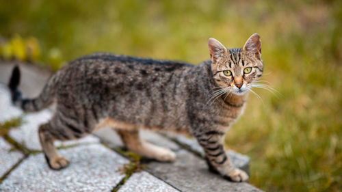 Close-up portrait of tabby cat