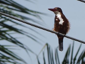 Close-up of an animal against blurred background