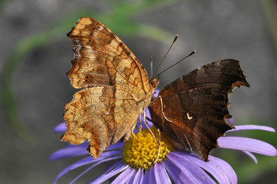 Close-up of butterflies on purple flowers