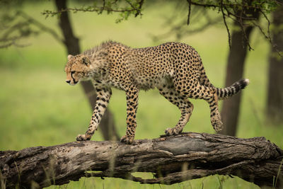 Close-up of a cat on branch