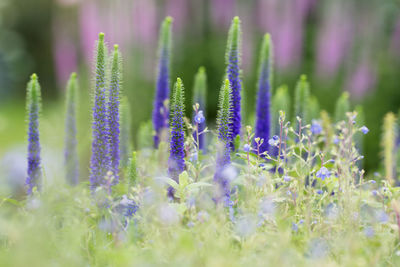 Close-up of purple flowering plant on field