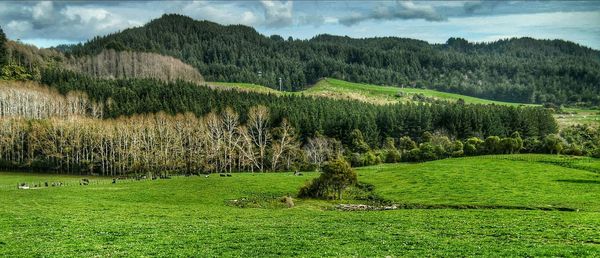 Scenic view of grassy field against sky