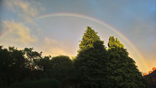 Rainbow over trees against sky