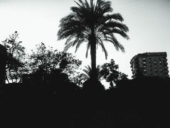 Silhouette of palm trees against clear sky