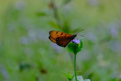 insect