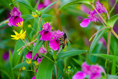 Close-up of bee pollinating on pink flower