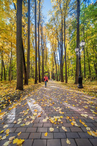 Rear view of person walking on footpath amidst autumn leaves