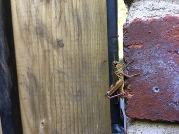 Close-up of rusty metal door