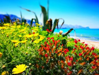 Close-up of plants growing in sea against sky