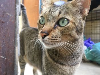 Close-up portrait of a cat