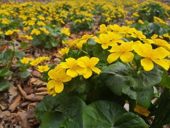 Close-up of yellow flowering plant leaves on field