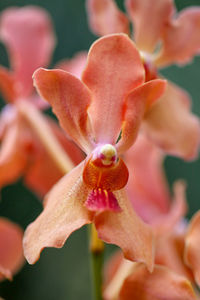 Close-up of pink flower