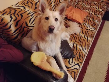 Close-up of dog relaxing on sofa at home