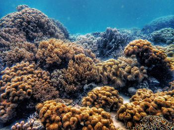 Landscape underwater