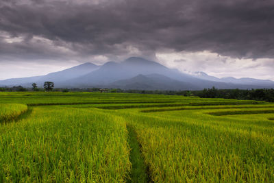 The beauty of the morning in the rice fields with black clouds on the mountain