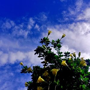 Low angle view of flowering plant against blue sky