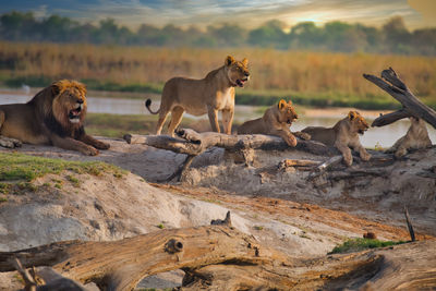 Family of lions relaxing by riverside