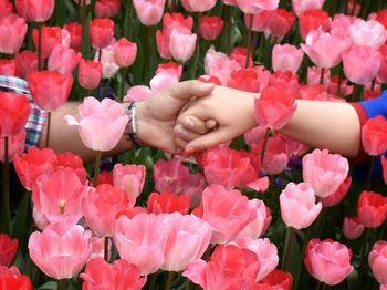 Couple holding hands amidst coral colored tulips