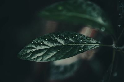 Close-up of water drops on leaves