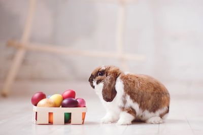 Close-up of bunny sitting by easter eggs on table