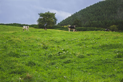 Cows grazing in field