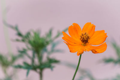 Close-up of orange cosmos flower