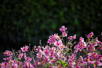 Close-up of pink flowers blooming outdoors