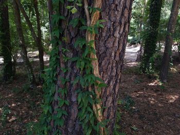 Close-up of tree trunk in forest