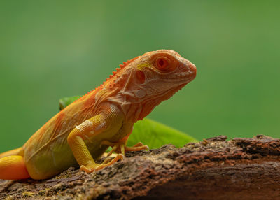 Close-up of lizard