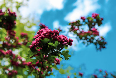 Close-up of pink flowering plant