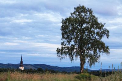 Tree on field against sky